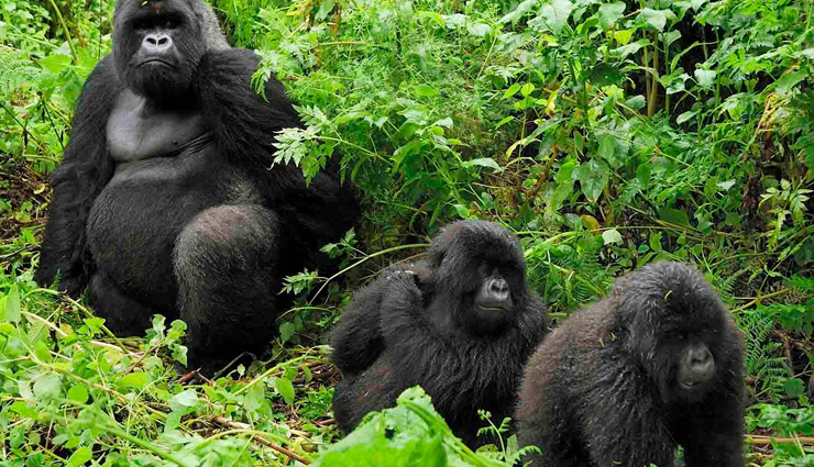 unesco sites that are in danger,world unesco sites that are in danger,sites that are in danger,travel,holidays,travel guide,travel tips