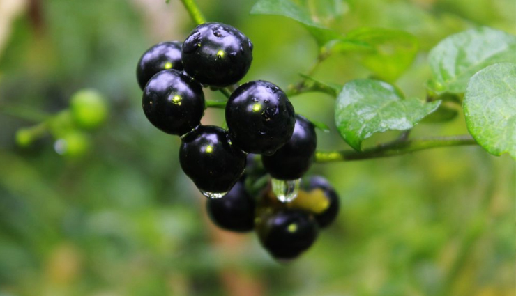 dengue fever,treating dengue fever,dengue fever treatment,home remedies to treat dengue fever,dengue fever symptoms,Health