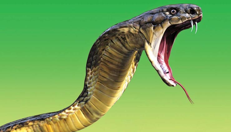 astrology tips,astrology tips in hindi,kalasarp dosh,kalasarp dosh causes,kalasarp dosh prevention