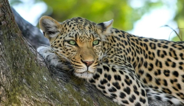 dalhousie travel guide,dalhousie hill station,dalhousie attractions,dalhousie tourism,himachal pradesh hills,best places to visit in dalhousie,dalhousie sightseeing,dalhousie travel tips,dalhousie nature spots,dalhousie vacation spots,dalhousie travel planning