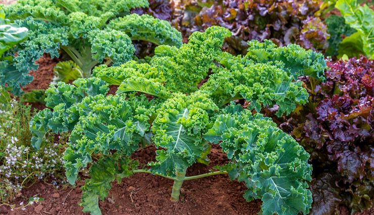 kale,kale health benefits,health benefits of kale,kale  good for health,healthy food kale,how kale is good for health,Health,Health tips