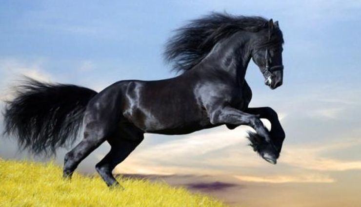 astrology tips on black horse horseshoe