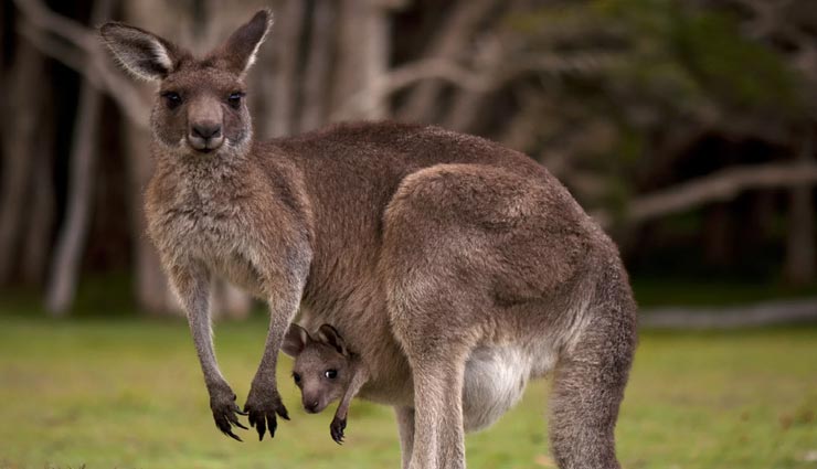 amazing facts,facts of life,nature facts,amazing facts of animals