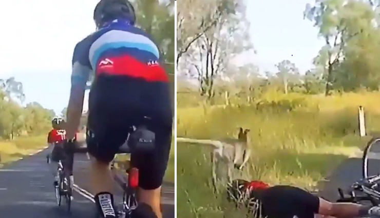कंगारू ने साइकिलिंग कर रही लड़की को मारी जोर से टक्कर, वीडियो देख लोगों ने उठाए सवाल - रास्ते पर पहला हक किसका?