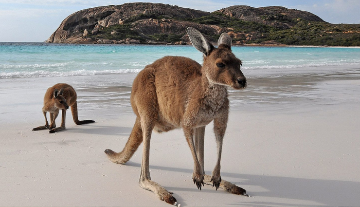 australian islands,island adventures australia,best islands to visit down under,paradise islands australia,top island getaways,island hopping australia,australian island escapes,island paradise down under,discover australias islands,island vacations in australia