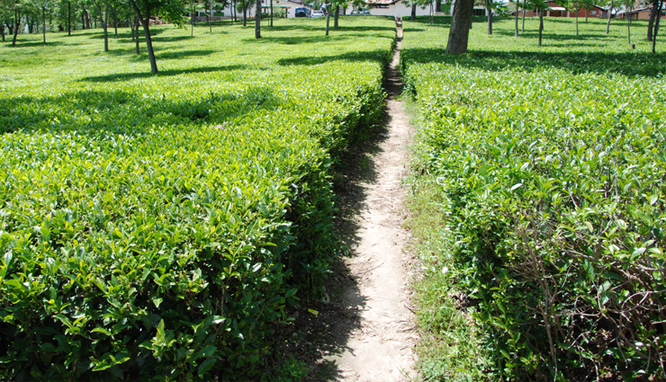 tea estates in india,beautiful tea estates,top tea estates,visit tea estates,best tea plantations