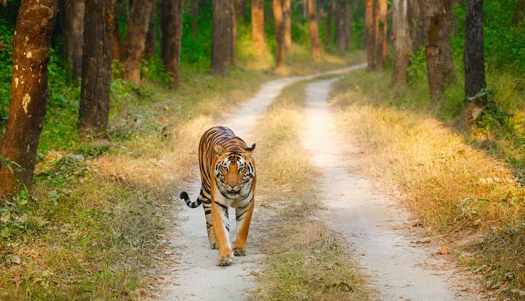 five national parks of india,national parks,visit these national parks to see tigers,tigers,national parks,holidays,travel,tourism