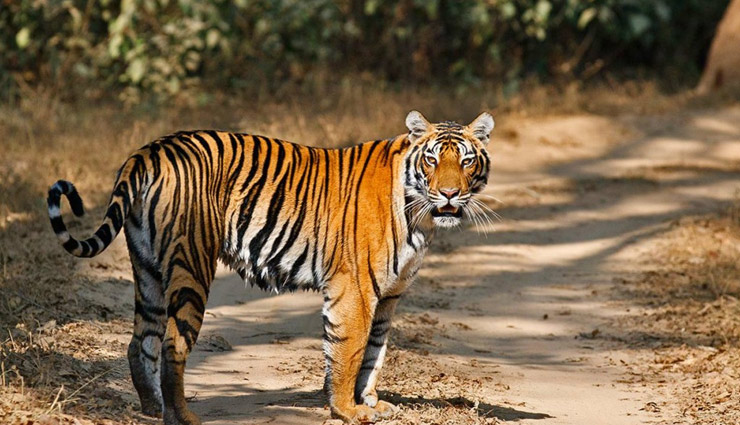 wildlife sanctuaries in india,wildlife sanctuaries to visit in winters,winter holidays destinations,winter holidays
