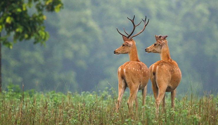 5 Things To Enjoy in Kanha National Park