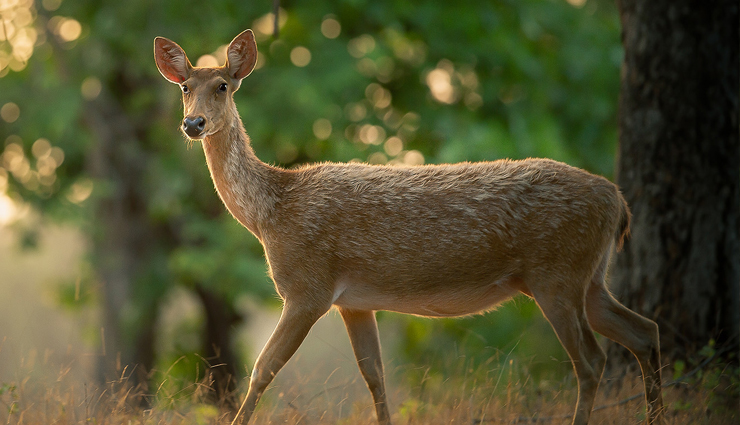 kanha national park,about kanha national park,travel,holidays,travel tips