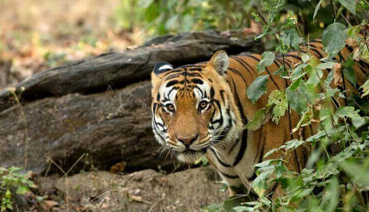 kanha national park,things to enjoy in kanha national park,activities to do in kanha national park