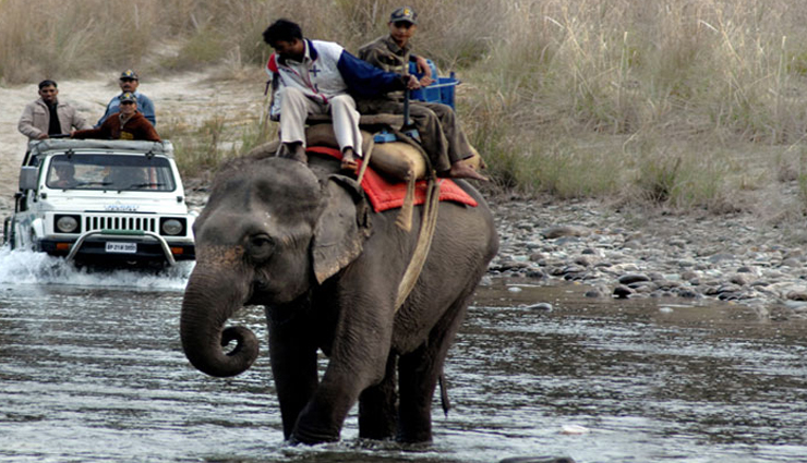 elephant safari,elephant ride,wildlife exploration,elephant safari adventure,elephant safari experience,elephant-back safari,elephant tour,elephant safari destinations,elephant safari tips,wildlife encounters on elephant safari,elephant safari attractions,unique wildlife experiences,elephant safari rides,wildlife tourism,wildlife conservation