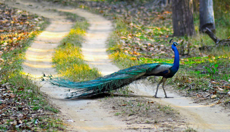 jungle,jungle safari,best jungle safari,best jungle safari to visit,travel,holidays,travel guide