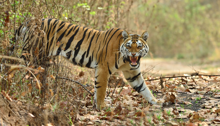 wildlife reserves to visit in india,reserves to visit in india,gir national park,kanha tiger reserve,sundarbans national park,mahatma gandhi marine national park,balpakram national park,kaziranga national park,travel,india travel,holidays,travel guide,india tourism