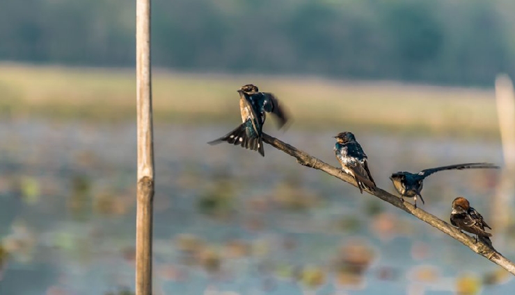 kasol travel guide,sar pass trek,trekking in himachal,parvati valley trek,kasol adventure tourism,easy treks in india,himalayan treks,sar pass trek reasons,kasol to sar pass,kasol trekking spots,best time for sar pass trek