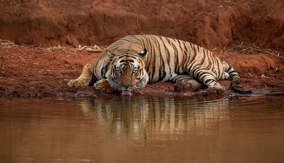 10 Wildlife National Parks To Explore in Karnataka