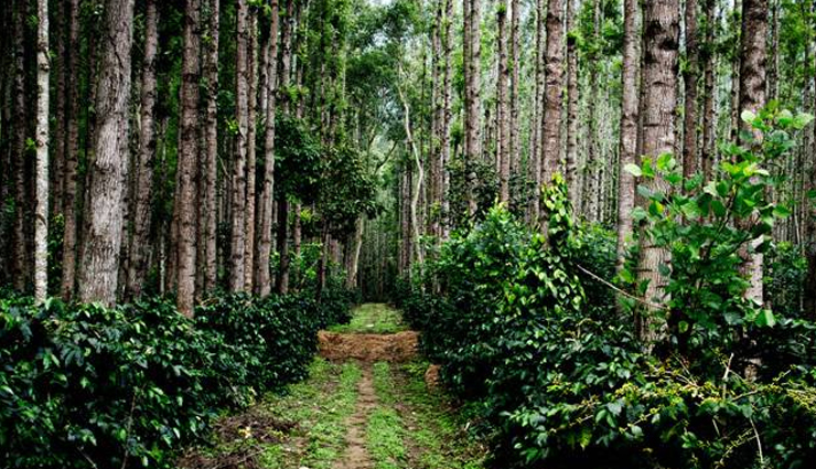 karnataka,tourist attractions in karnataka,places to visit in karnataka,bangalore and mysore palace,hampi and badami rocks,coorg and chikmagalur coffee,aihole and pattadakal monuments,melukote and bylakuppe town,belur and halebidu temples,gokarna and karwar beach