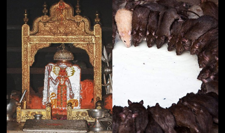 navratri special,navratri special 2017,rajasthan famous durga temple,s rajasthan devi temples,navrtra sthapana