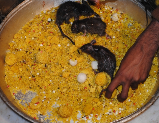 अनोखा मंदिर जहा चूहों के झूठन ही है प्रसाद
