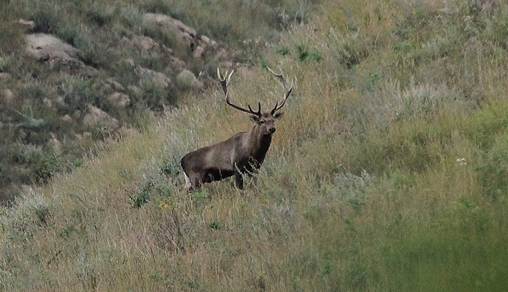 kashmir stag hangul,places in india to spot kashmir stag hangul,kashmir valley,dachigam national park,rajparian wildlife sanctuary,sind valley,jammu and kashmir,chamba valley,himachal pradesh