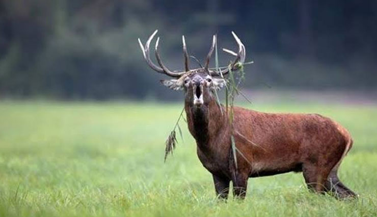 5 Places in India To Spot Kashmir Stag Hangul