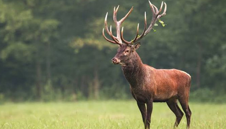 5 Places in India To Spot Kashmir Stag Hangul