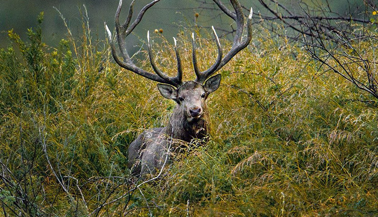 kashmir stag hangul,places in india to spot kashmir stag hangul,kashmir valley,dachigam national park,rajparian wildlife sanctuary,sind valley,jammu and kashmir,chamba valley,himachal pradesh