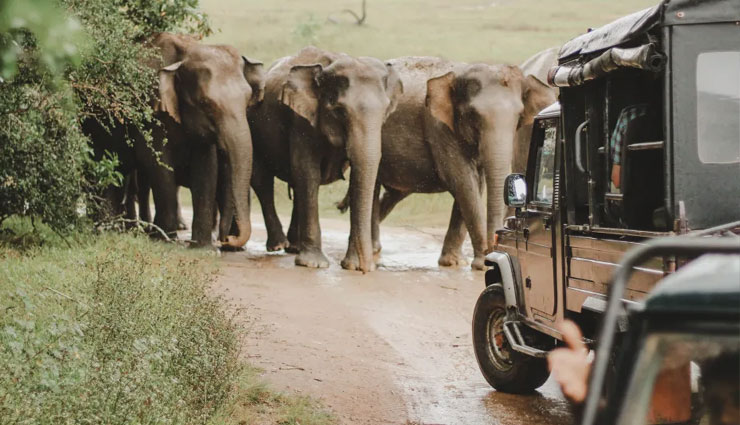 wildlife places in sri lanka,best wildlife parks sri lanka,sri lanka wildlife destinations,sri lanka national parks,safari in sri lanka,wildlife tours sri lanka,yala national park sri lanka,minneriya elephants,birdwatching in sri lanka,top wildlife parks sri lanka,leopard safari sri lanka,elephant watching sri lanka,nature reserves in sri lanka,wildlife adventures sri lanka