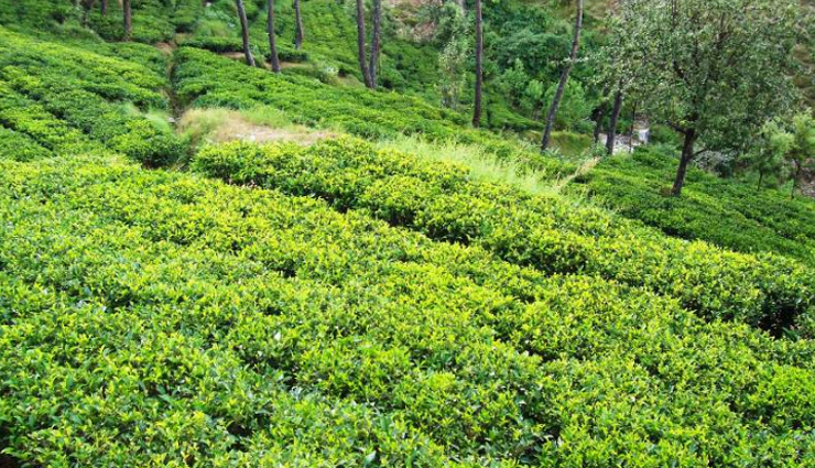 kausani,places to visit in kausani,rudradhari falls,kausani tea estate,anasakti ashram,lakshmi ashram,dandeshwar temple,baijnath temple