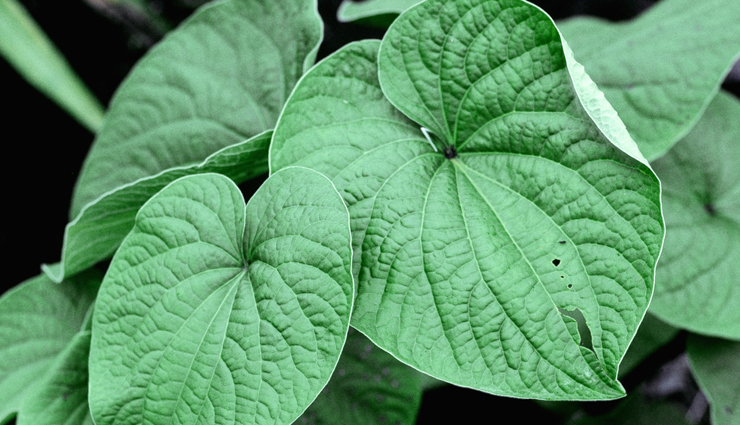 least known health benefits of kava leaves,kava leaves benefits,kava plant medicinal uses,kava leaf traditional uses,kava leaves vs root,kava leaves toxicity,kava leaves herbal remedies,pacific island kava uses,kava leaves for relaxation,kava plant health effects