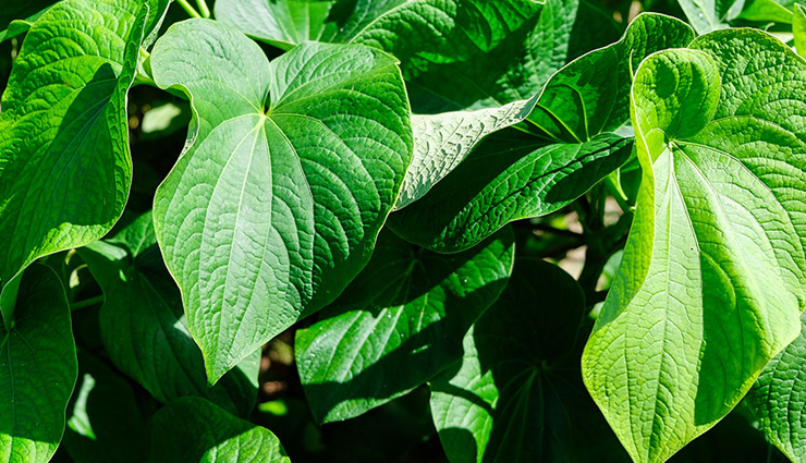 least known health benefits of kava leaves,kava leaves benefits,kava plant medicinal uses,kava leaf traditional uses,kava leaves vs root,kava leaves toxicity,kava leaves herbal remedies,pacific island kava uses,kava leaves for relaxation,kava plant health effects