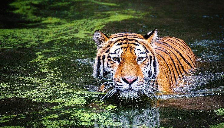 northeast india bike trip,motorbike tour northeast india,best places in northeast india for bikers,seven sisters road trip,adventure biking india,scenic motorcycle routes india,mountain biking northeast india,north east india road trip,bikers guide to northeast india,motorbike travel in india