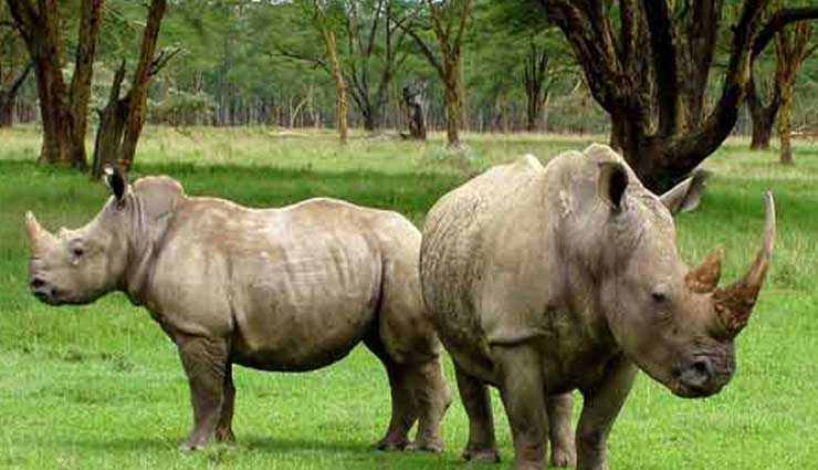 असम राज्य के दो जिलों के अंदर बसा एक राष्ट्रीय उद्यान - 'काजीरंगा राष्ट्रीय उद्यान'