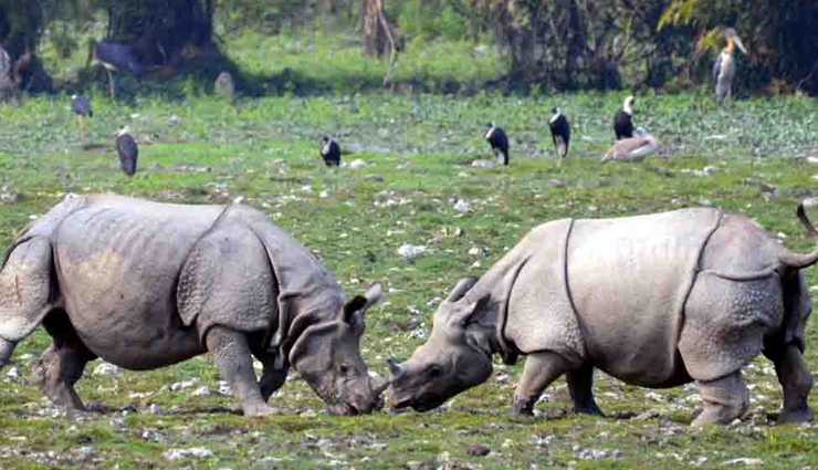 kaziranga national park,best time to visit kaziranga national park,history of kaziranga national park,where is kaziranga national park,flora in kaziranga national park,fauna in kaziranga national park,best time to visit kaziranga national park,how to reach kaziranga,travel,travel guide,holiday,tourism