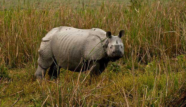 kaziranga national park,best time to visit kaziranga national park,history of kaziranga national park,where is kaziranga national park,flora in kaziranga national park,fauna in kaziranga national park,best time to visit kaziranga national park,how to reach kaziranga,travel,travel guide,holiday,tourism