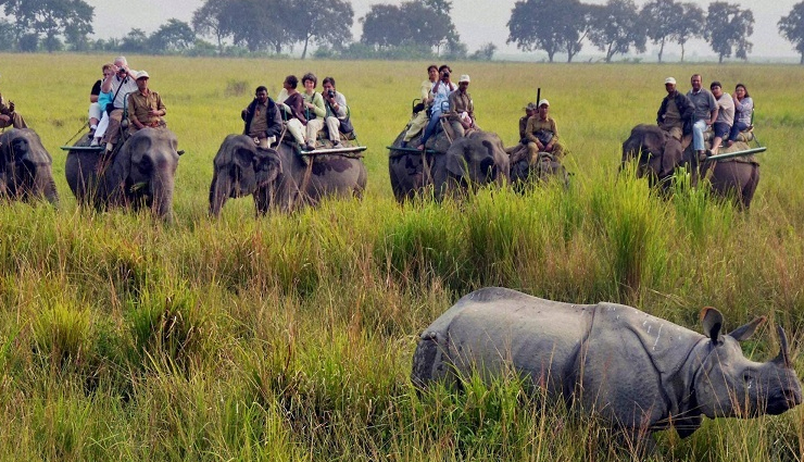 elephant safari,elephant ride,wildlife exploration,elephant safari adventure,elephant safari experience,elephant-back safari,elephant tour,elephant safari destinations,elephant safari tips,wildlife encounters on elephant safari,elephant safari attractions,unique wildlife experiences,elephant safari rides,wildlife tourism,wildlife conservation