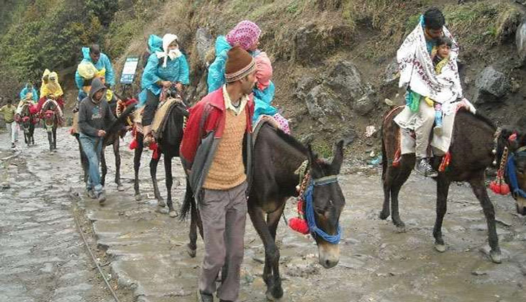 केदारनाथ : यात्रियों की भीड़ से घोड़े-खच्चरों की आई शामत, एक दिन में लगा रहे 2-3 चक्कर, 16 दिन में 60 मरे 