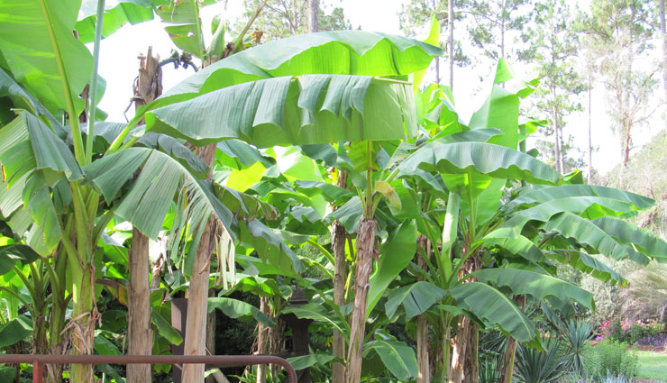 banana plant,astrology for banana plant,reason for planting banana plant,astro tips,astro tips in hindi