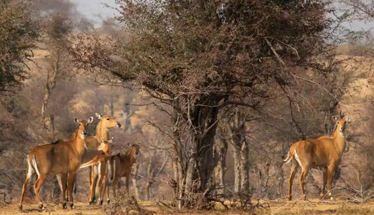 10 wildlife sanctuaries near jaipur,wildlife sanctuaries near jaipur,best wildlife parks near jaipur,ranthambore national park,sariska tiger reserve,keoladeo national park,ramgarh vishdhari wildlife sanctuary,jhalana safari park,nahargarh biological park,jamwa ramgarh wildlife sanctuary,keladevi wildlife sanctuary,tal chhapar wildlife sanctuary,desert national park,jaipur nature destinations,wildlife experiences near jaipur,wildlife tourism rajasthan