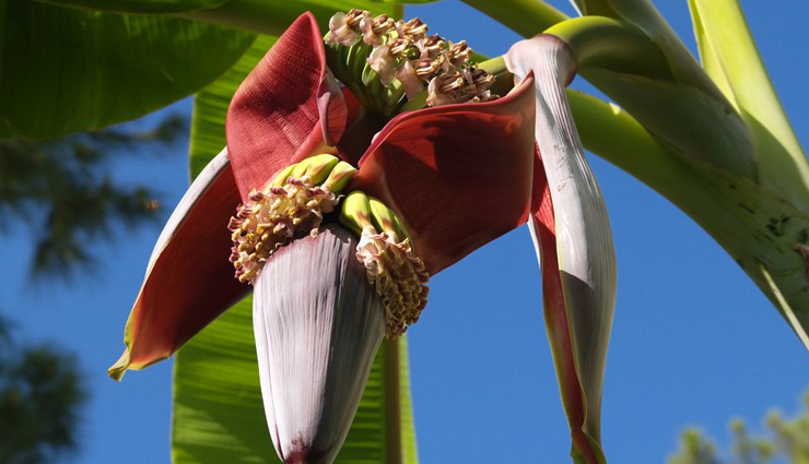 केले के फल से कहीं ज्यादा गुणकारी है उसका फूल, जाने इसके फायदों के बारे मे