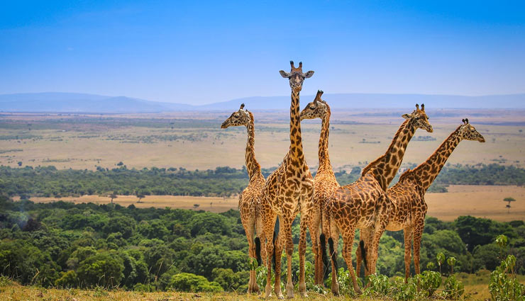 kenya,places to visit in kenya,wildlife lovers visit kenya,holidays,tourism,travel,wildlife in kenya,major attraction in kenya