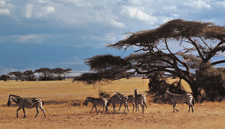 kenya,places to visit in kenya,wildlife lovers visit kenya,holidays,tourism,travel,wildlife in kenya,major attraction in kenya