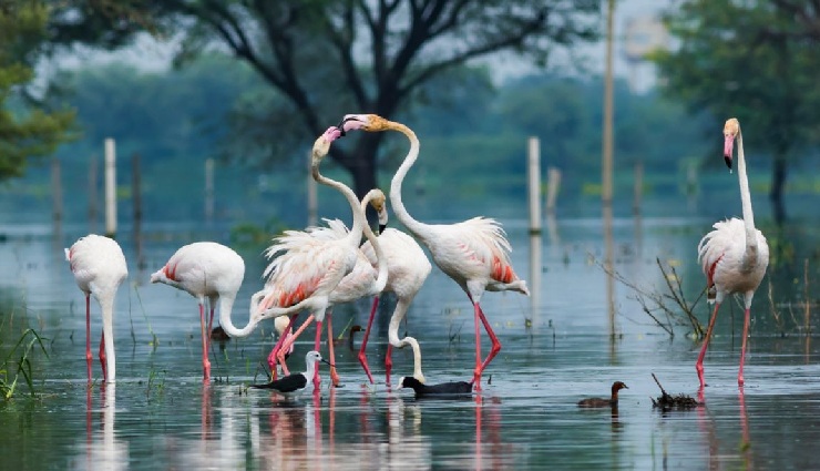 national parks in rajasthan,wildlife sanctuaries rajasthan,rajasthan wildlife,top national parks rajasthan,wildlife tourism rajasthan,rajasthan nature reserves,explore rajasthan parks,wildlife safaris rajasthan,rajasthan natural beauty