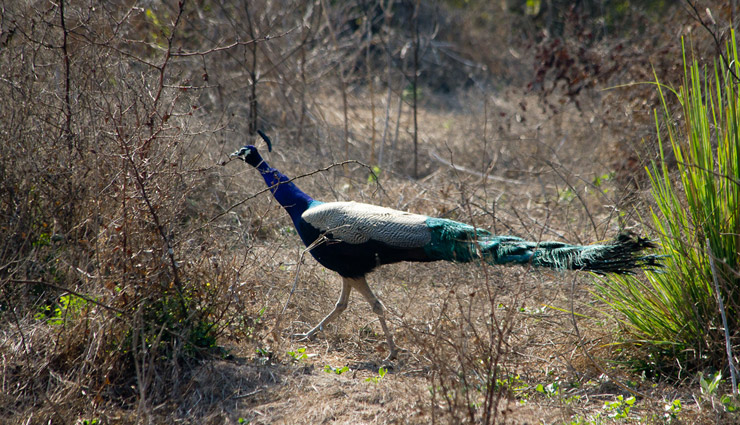 wildlife sanctuaries in india,wildlife sanctuaries to visit in winters,winter holidays destinations,winter holidays