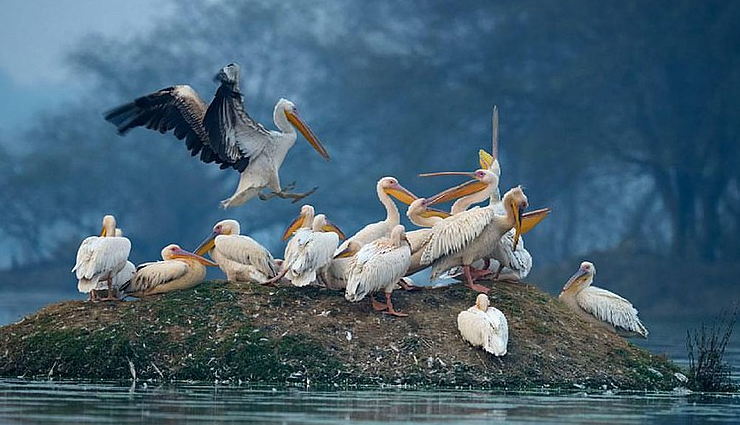 unesco world heritage national parks india,indian unesco heritage sites,explore national parks in india,top national parks for unesco in india,conservation areas in india,biodiversity hotspots india,best nature reserves india,wildlife sanctuaries india,ecotourism in india,historical national parks india