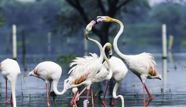 10 wildlife sanctuaries near jaipur,wildlife sanctuaries near jaipur,best wildlife parks near jaipur,ranthambore national park,sariska tiger reserve,keoladeo national park,ramgarh vishdhari wildlife sanctuary,jhalana safari park,nahargarh biological park,jamwa ramgarh wildlife sanctuary,keladevi wildlife sanctuary,tal chhapar wildlife sanctuary,desert national park,jaipur nature destinations,wildlife experiences near jaipur,wildlife tourism rajasthan