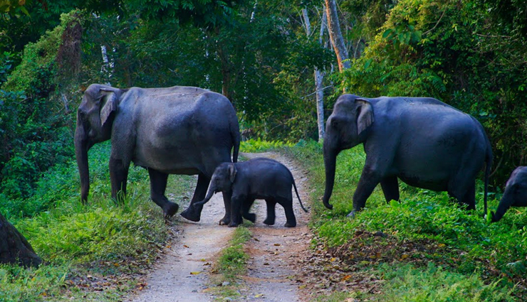 wildlife sanctuaries to visit in kerala,national parks in kerala,kerala,periyar tiger reserve,begur wildlife sanctuary,aralam wildlife sanctuary,thattekad bird sanctuary,eravikulam national park,chimmony wildlife sanctuary