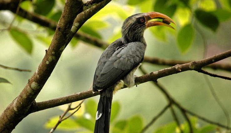 wildlife sanctuaries to visit in kerala,national parks in kerala,kerala,periyar tiger reserve,begur wildlife sanctuary,aralam wildlife sanctuary,thattekad bird sanctuary,eravikulam national park,chimmony wildlife sanctuary