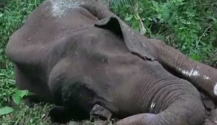 गर्भवती हथिनी के बाद अब केरल में एक हाथी की हुई मौत, पोस्टमार्टम के बाद अधिकारियों ने शव को जलाया