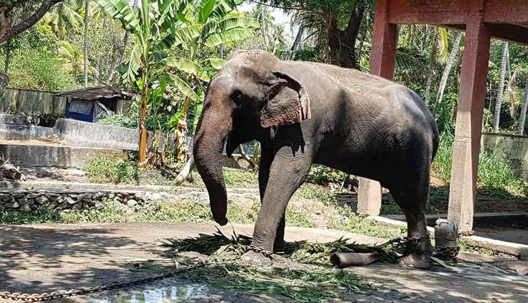 sanctuaries in kerala,well known sanctuaries in kerala,holidays,travel,tourism